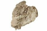 Partial, Unprepared Oreodont (Merycoidodon) Skull - South Dakota #192512-4